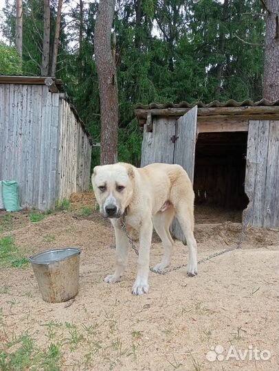 Аборигенная кавказская овчарка