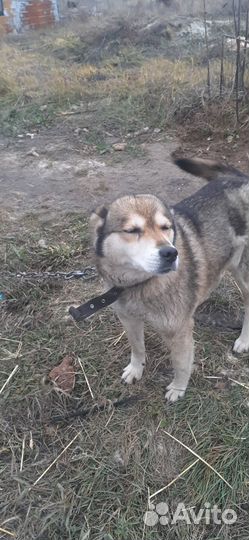 В добрые руки