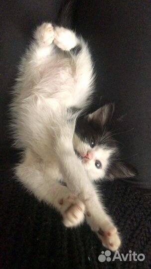 Котенок в добрые руки