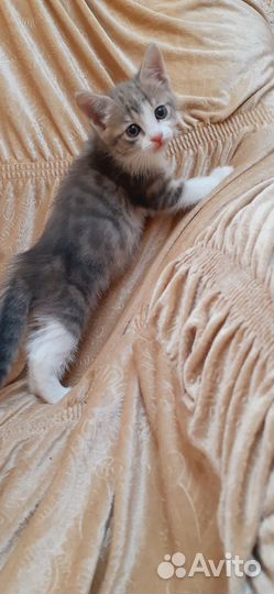 Котёнок девочка