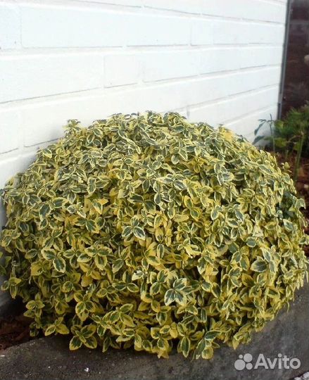 Бересклет форчуна