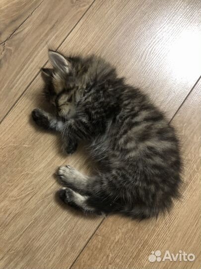 Котенок в добрые руки