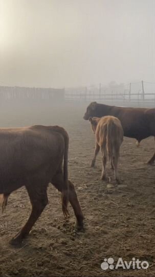 Телята бычки на откорм