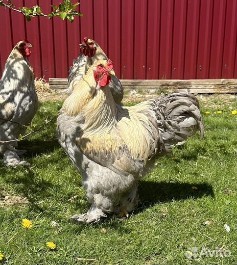 Элитная порода, петух Брама