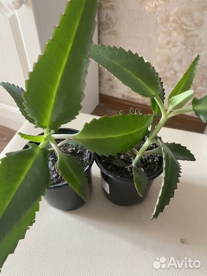 Каланхоэ лечебное