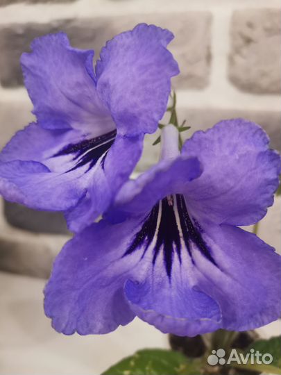 Стрептокарпус