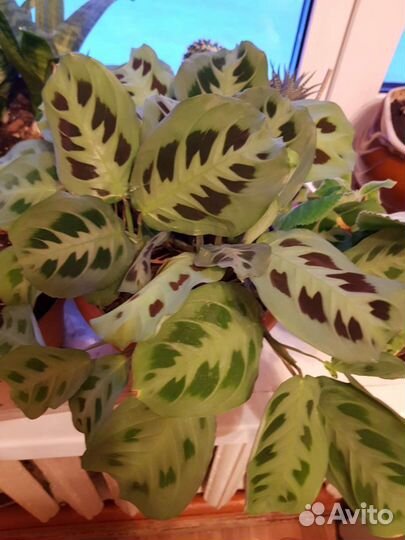 Глоксиния.маранта.молочай, диффенбахия