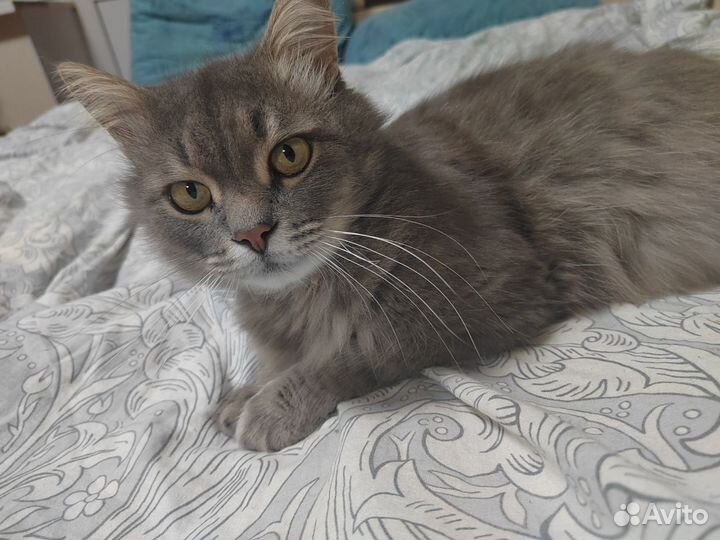 Котик пухляш