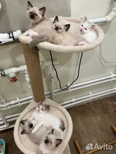 Котята рэгдолл