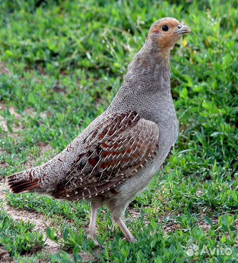 Серые куропатки