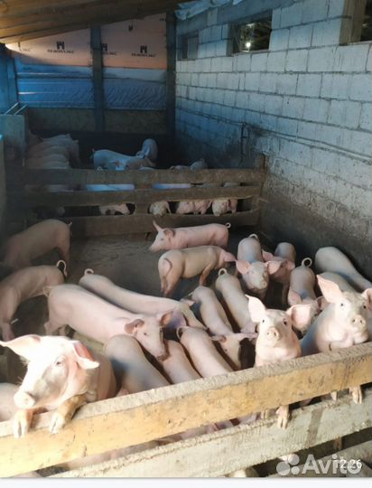 Свиньи живым весом