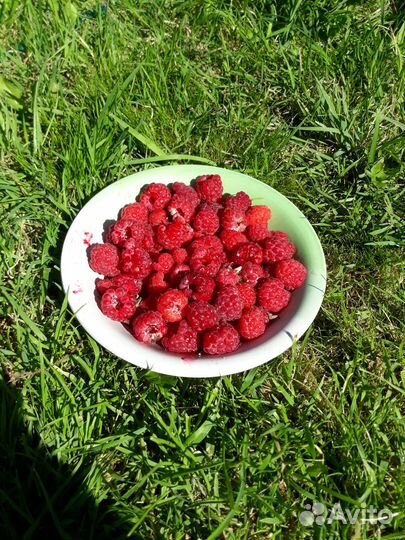 Саженцы малины ремонтантной