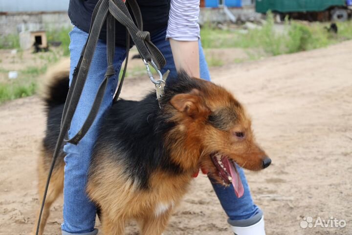 Пёс бородуля