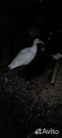 Домашняя птица