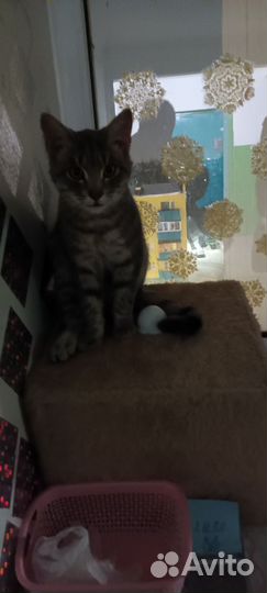 Котёнок (мальчик 9 мес)