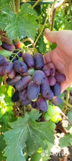 Саженцы и черенки элитных сортов винограда