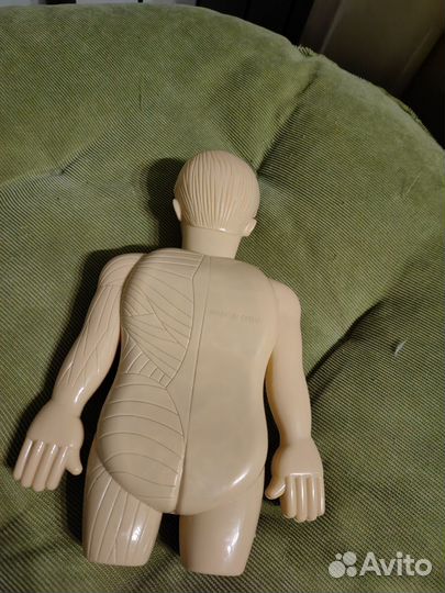 Научный набор экспе Внутренние органы