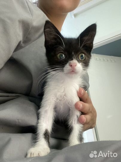 Котенок бесплатно мальчик