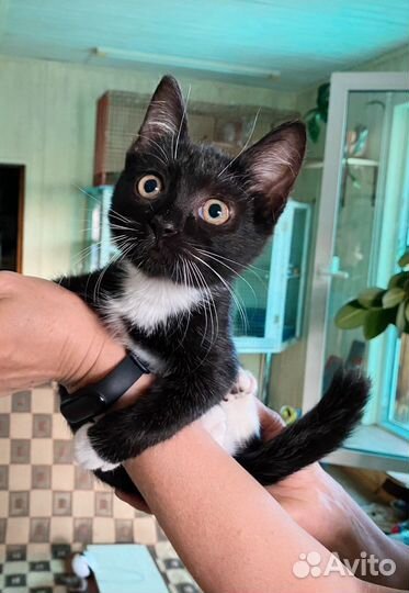 Котёнок разумный, человечный мальчик ждет 3 мес