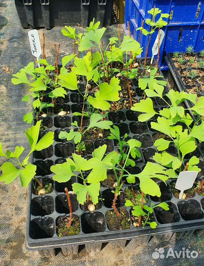 Гинкго семена сеянцы и саженцы