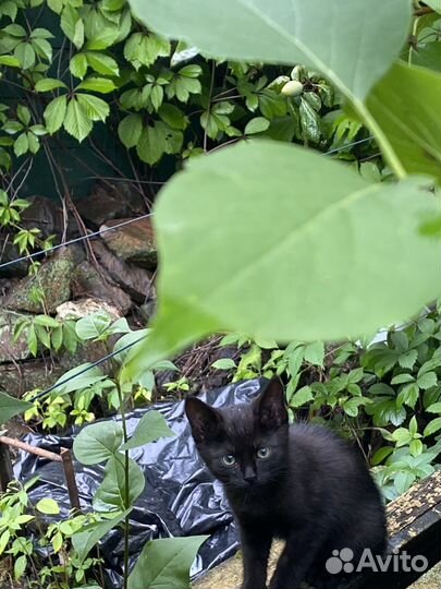 Котята погибают на дачах