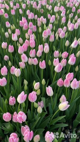 Тюльпаны
