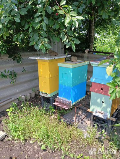 Улей с пчелами