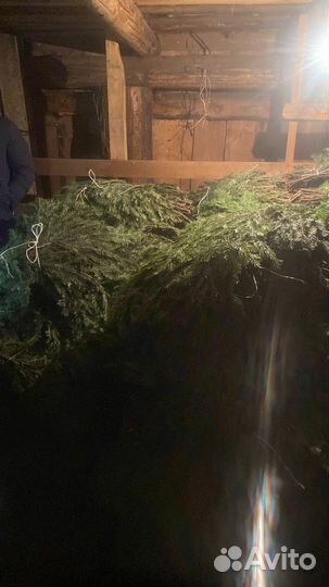 Лапки пихты