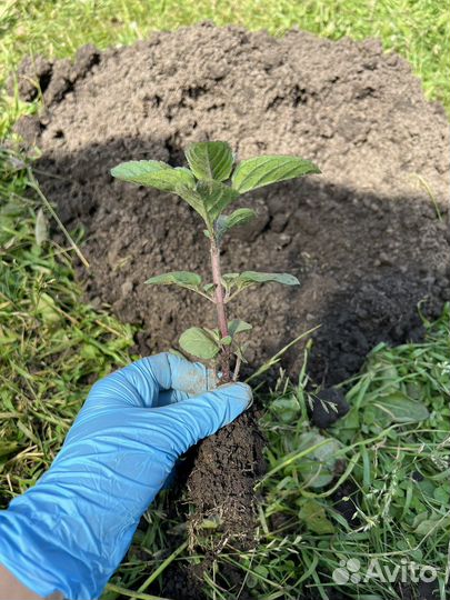 Мята шоколадная, смородиновая, тик так