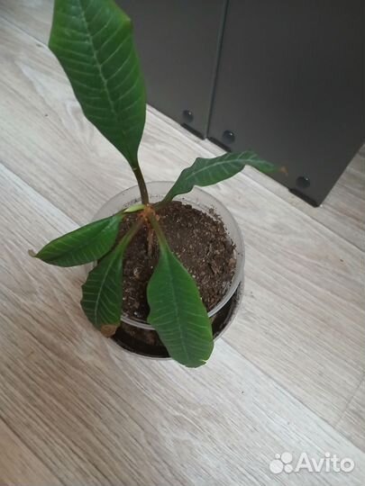 Молочай беложильчатый (беложилковый)