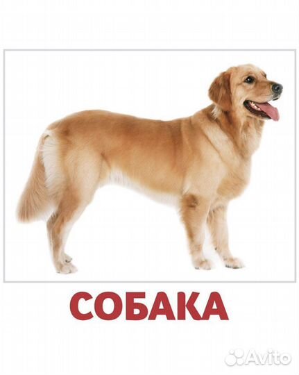 Развивающие карточки