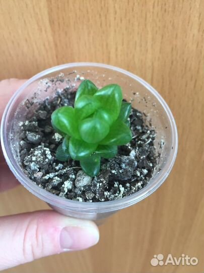 Суккуленты