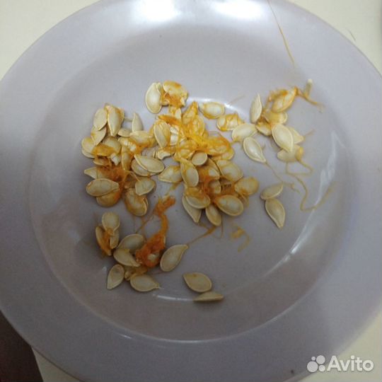 Семена тыквы маленькой декоративной