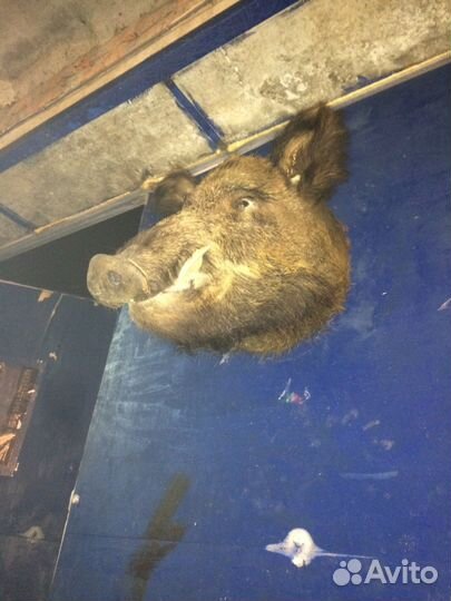 Чучело Кабана