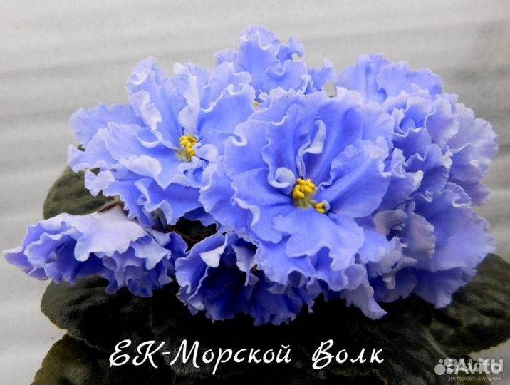 Сортовые фиалки