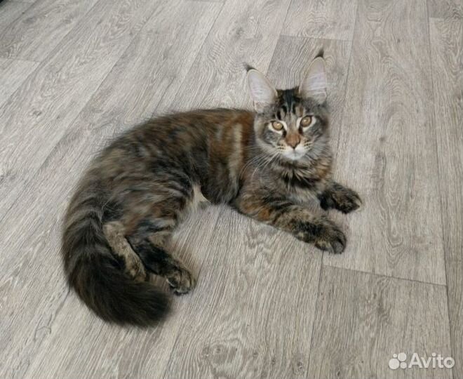 Котята Мейн-кун с документами