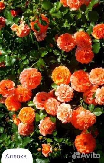 Розы плетистые саженцы