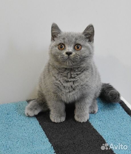 Котята с родословной
