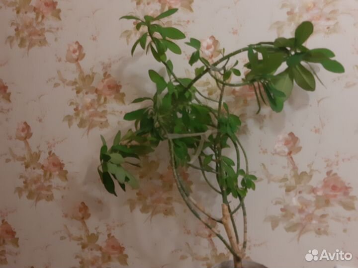 Синадениум Гранта