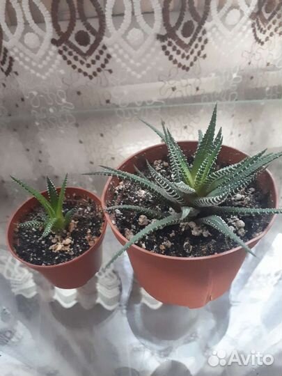 Хавортия,фиалка,гинура,филодендрон