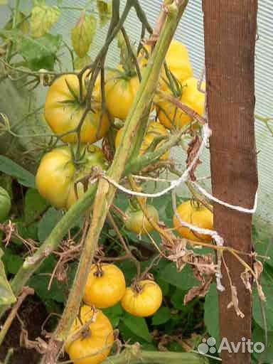 Семена томатов