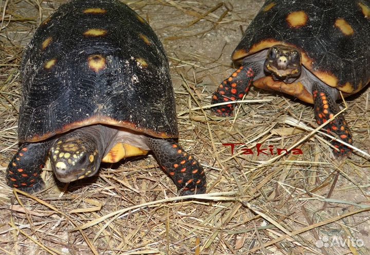 Черепаха сухопутная