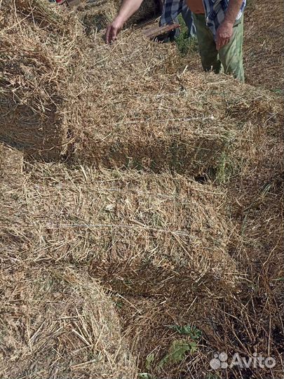 Продам сено люцерны