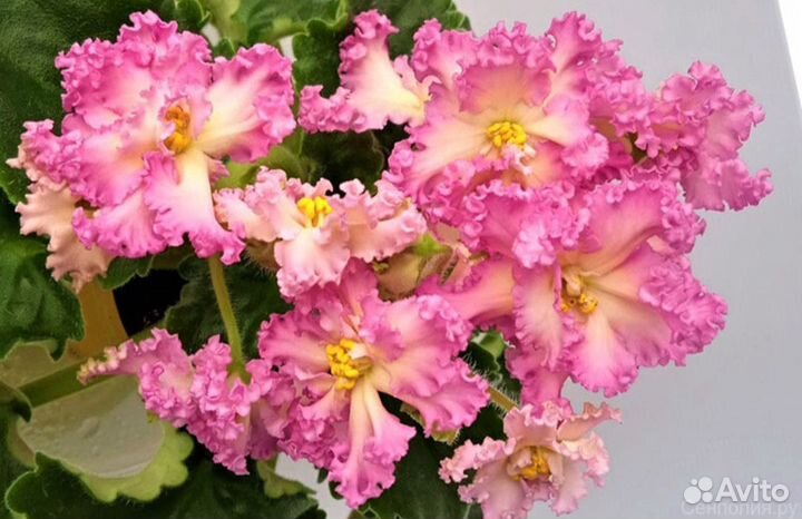 Сортовые фиалки часть 1