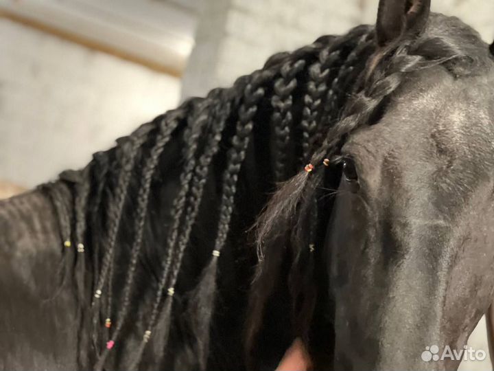 Фризская лошадь