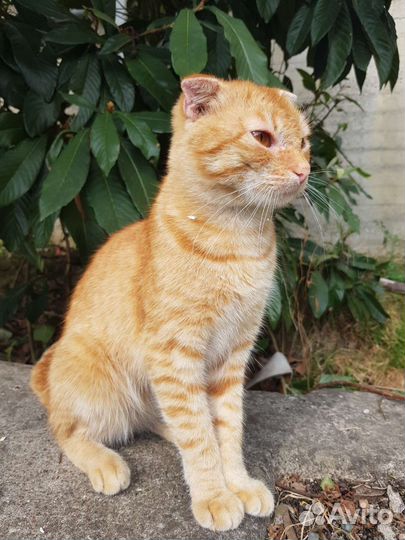 Котик шотланский вислоухий в дар