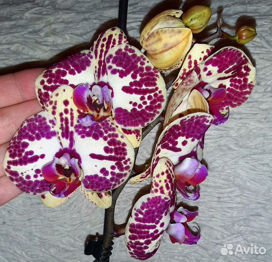 Орхидея фаленопсис 