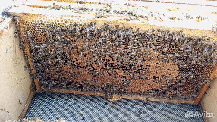 Пчелы отводки дадан и рут