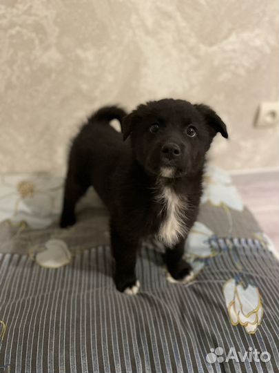 Щенок Северус