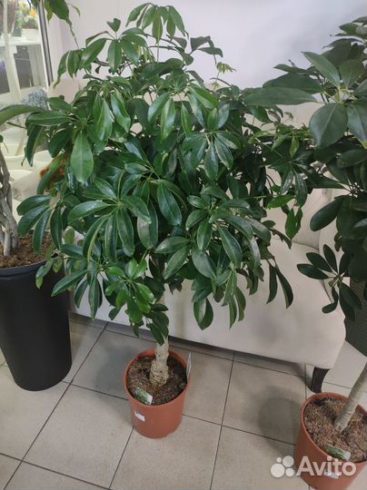 Шефлера штамб дерево 120-130 см